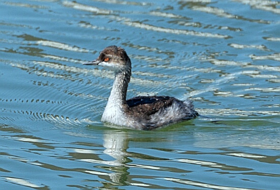 Black-necked Grebe