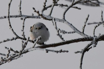 シマエナガ 札幌モエレ沼公園 2024年1月18日(木)