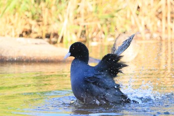 オオバン 河川環境楽園 2022年11月9日(水)