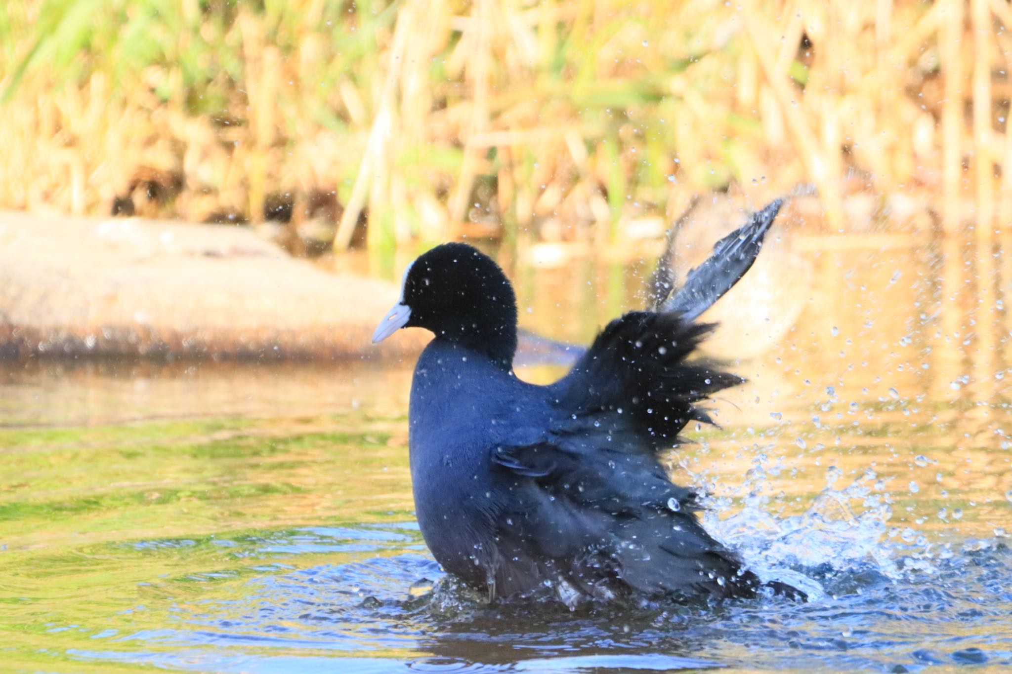 Photo of Eurasian Coot at 河川環境楽園 by フーさん