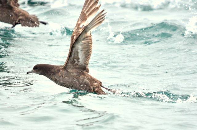 Photo of Short-tailed Shearwater at 北海道 by Markee Norman