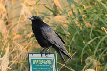 ハシブトガラス 河川環境楽園 2022年11月12日(土)