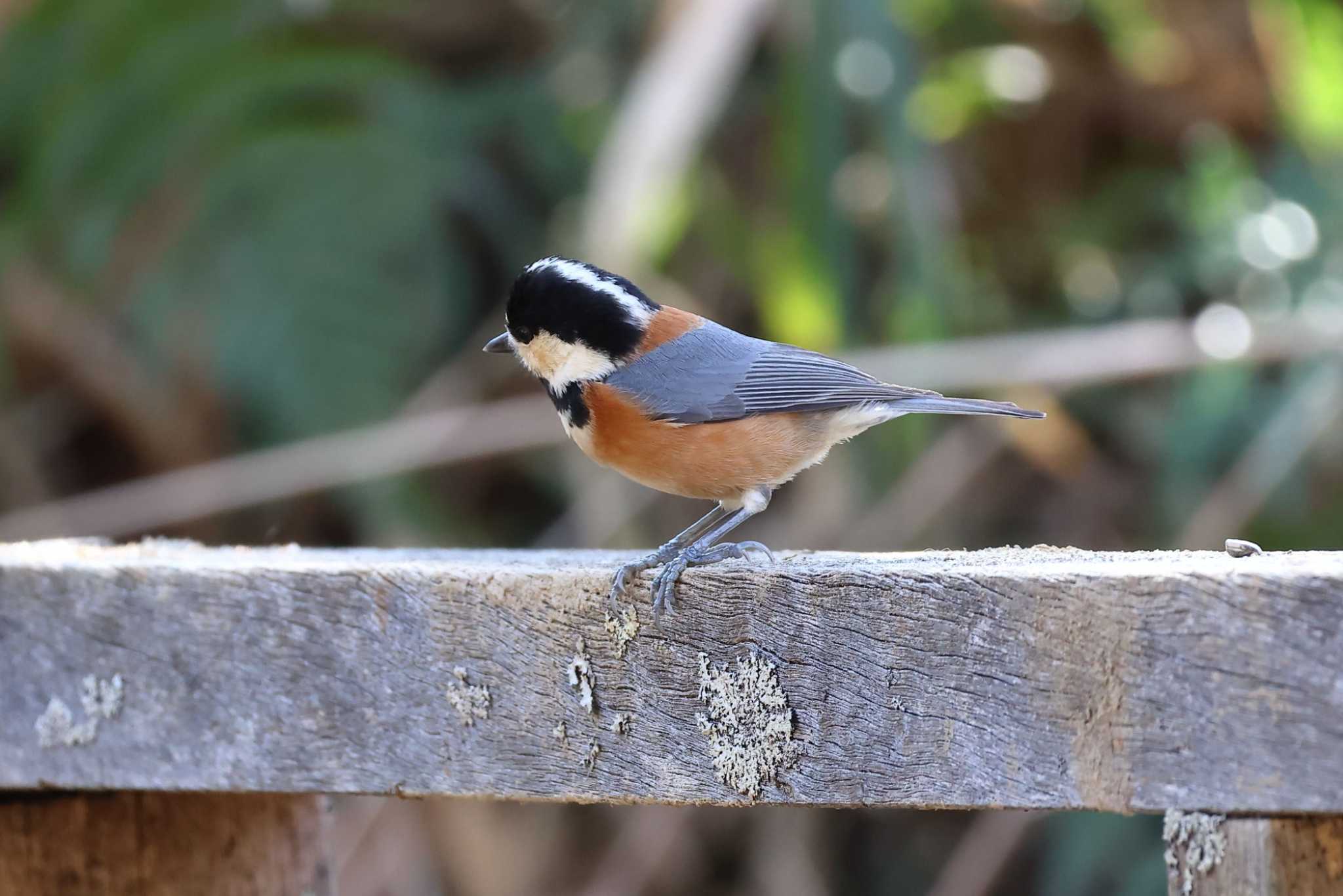 Photo of Varied Tit at Arima Fuji Park by いわな