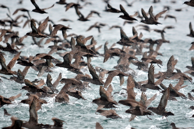 北海道 ハシボソミズナギドリの写真 by Markee Norman