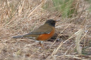 Brown-headed Thrush 河川環境楽園 Tue, 1/17/2023