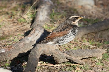 Dusky Thrush 河川環境楽園 Wed, 2/22/2023