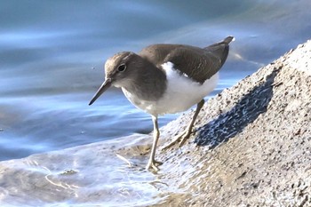 Common Sandpiper 河川環境楽園 Tue, 1/17/2023