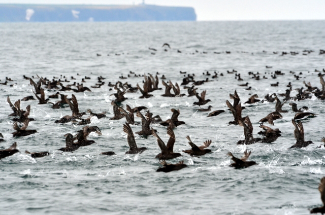 Photo of Short-tailed Shearwater at 北海道 by Markee Norman