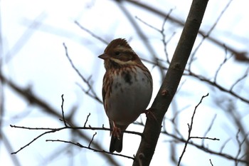 Rustic Bunting 河川環境楽園 Mon, 1/16/2023