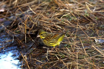 Masked Bunting 河川環境楽園 Tue, 1/17/2023