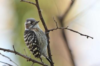 Japanese Pygmy Woodpecker さいたま市 Mon, 1/8/2024