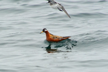 Red Phalarope