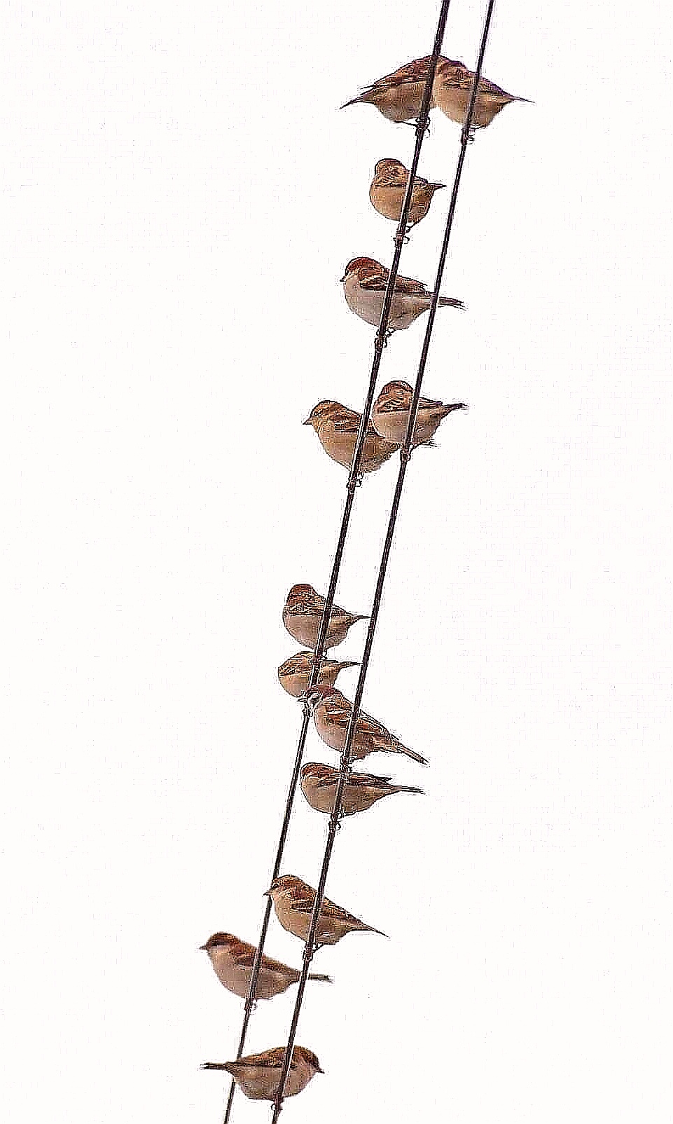 Photo of Russet Sparrow at 北海道 by Markee Norman