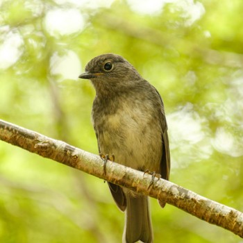 McConnell's Flycatcher ニュージーランド Sat, 12/8/2018