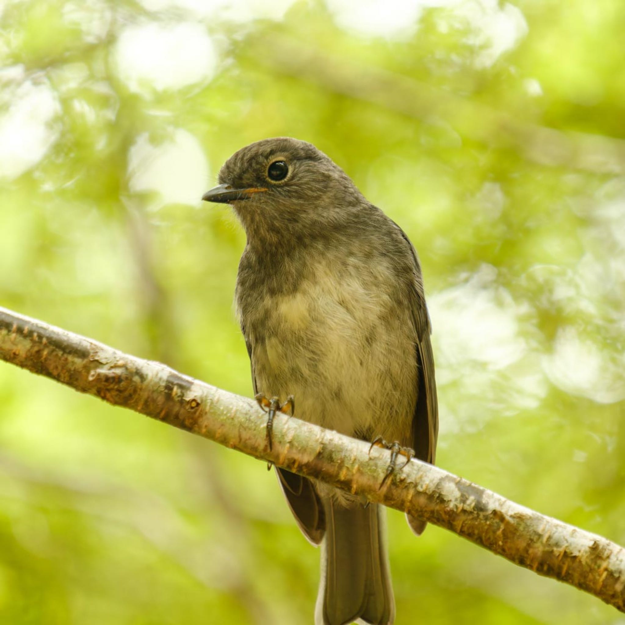 Photo of McConnell's Flycatcher at ニュージーランド by K.AKIYAMA