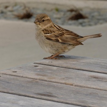 Sind Sparrow ニュージーランド Thu, 12/6/2018