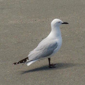 Black-billed Gull ニュージーランド Thu, 12/6/2018