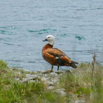 Paradise Shelduck ニュージーランド Sat, 12/8/2018