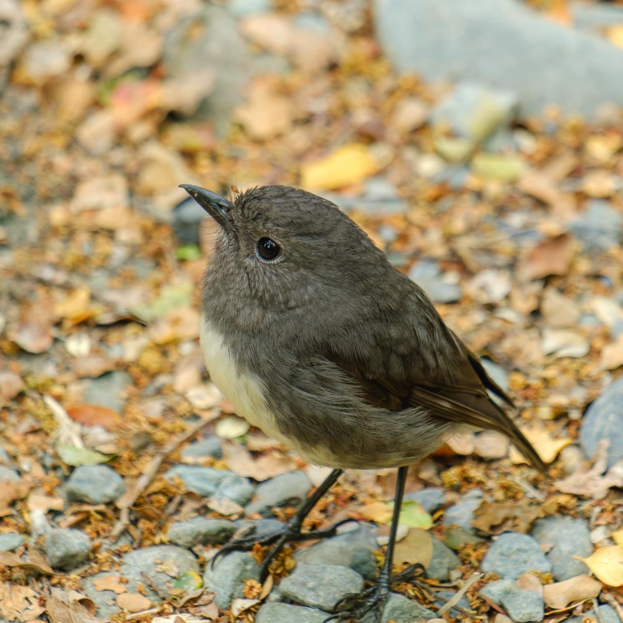 ニュージーランド コマドリの写真 by K.AKIYAMA