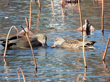 Gadwall Hattori Ryokuchi Park Wed, 1/17/2024