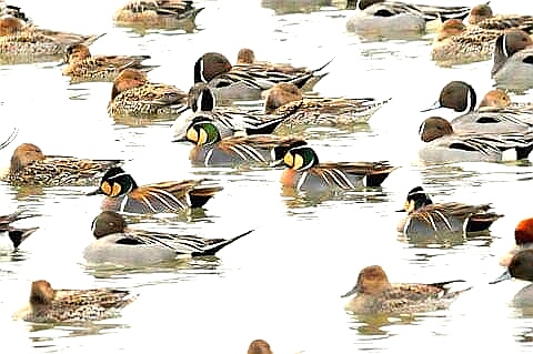 Baikal Teal