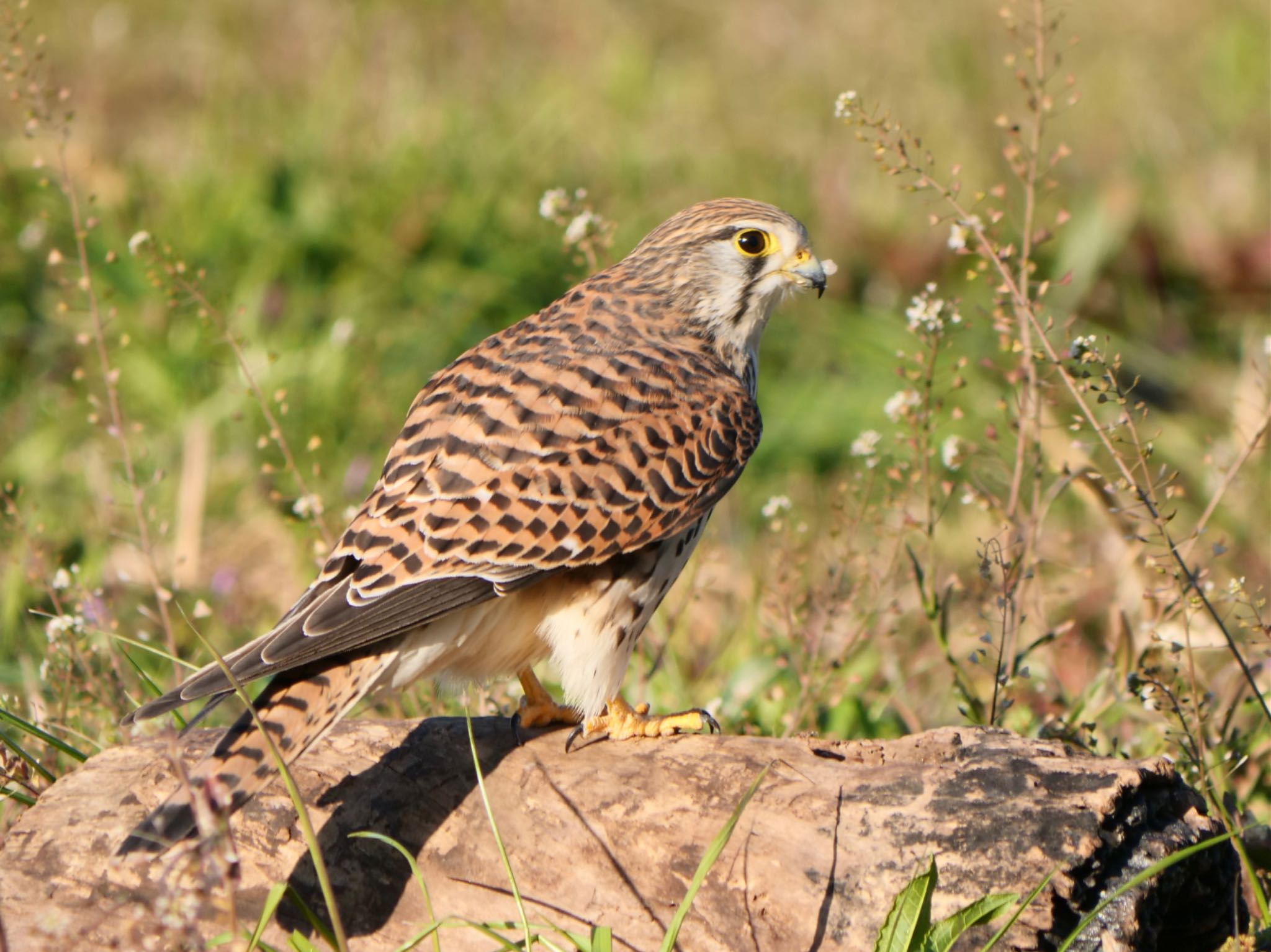 Photo of Common Kestrel at 淀川河川公園 by コゲラ