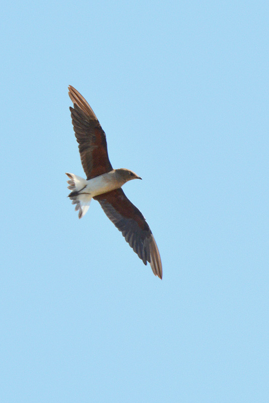 Oriental Pratincole