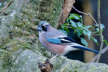 Sat, 1/6/2024 Birding report at Kodomo Shizen Park