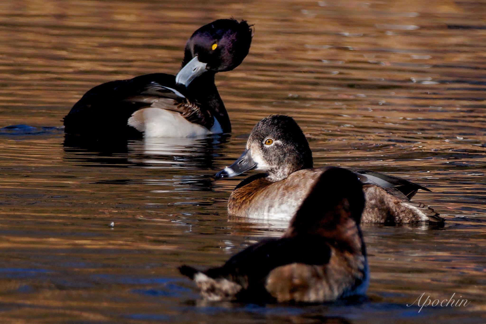 Ring-necked Duck