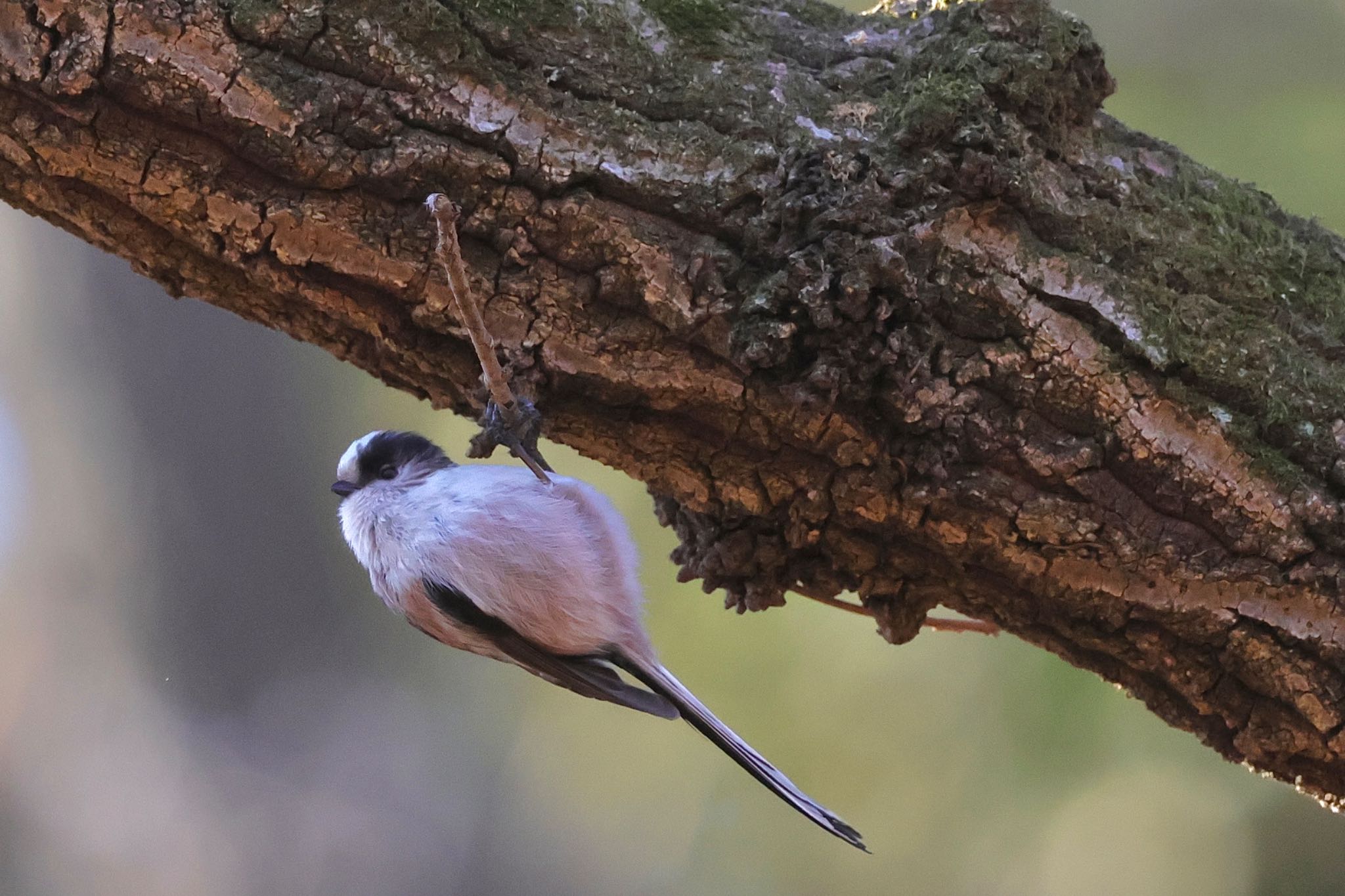 Long-tailed Tit