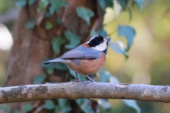 Varied Tit 大町自然観察園 Sun, 1/14/2024