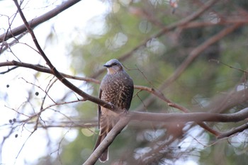 Brown-eared Bulbul 大町自然観察園 Sun, 1/14/2024