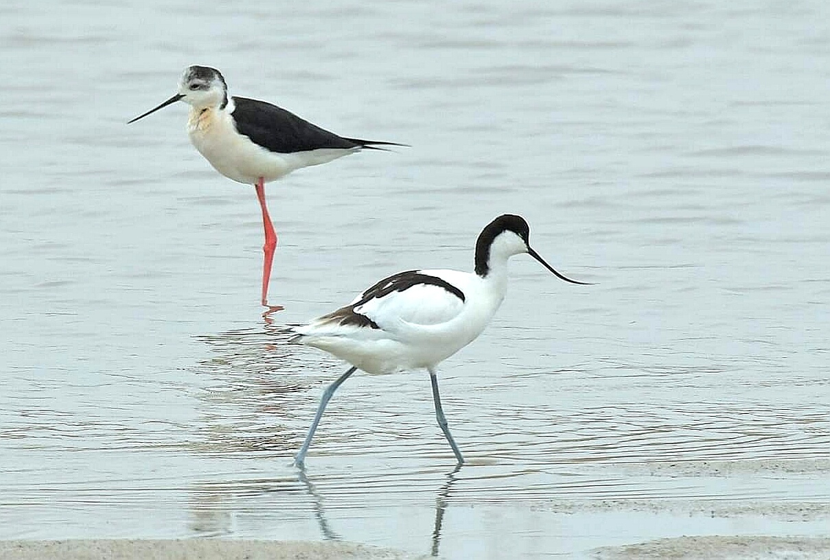 Photo of Pied Avocet at 北海道 by Markee Norman