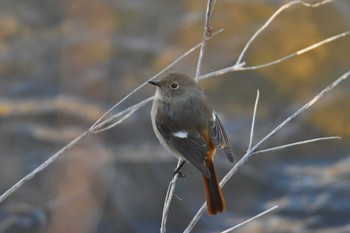 ジョウビタキ 野川 2024年1月14日(日)