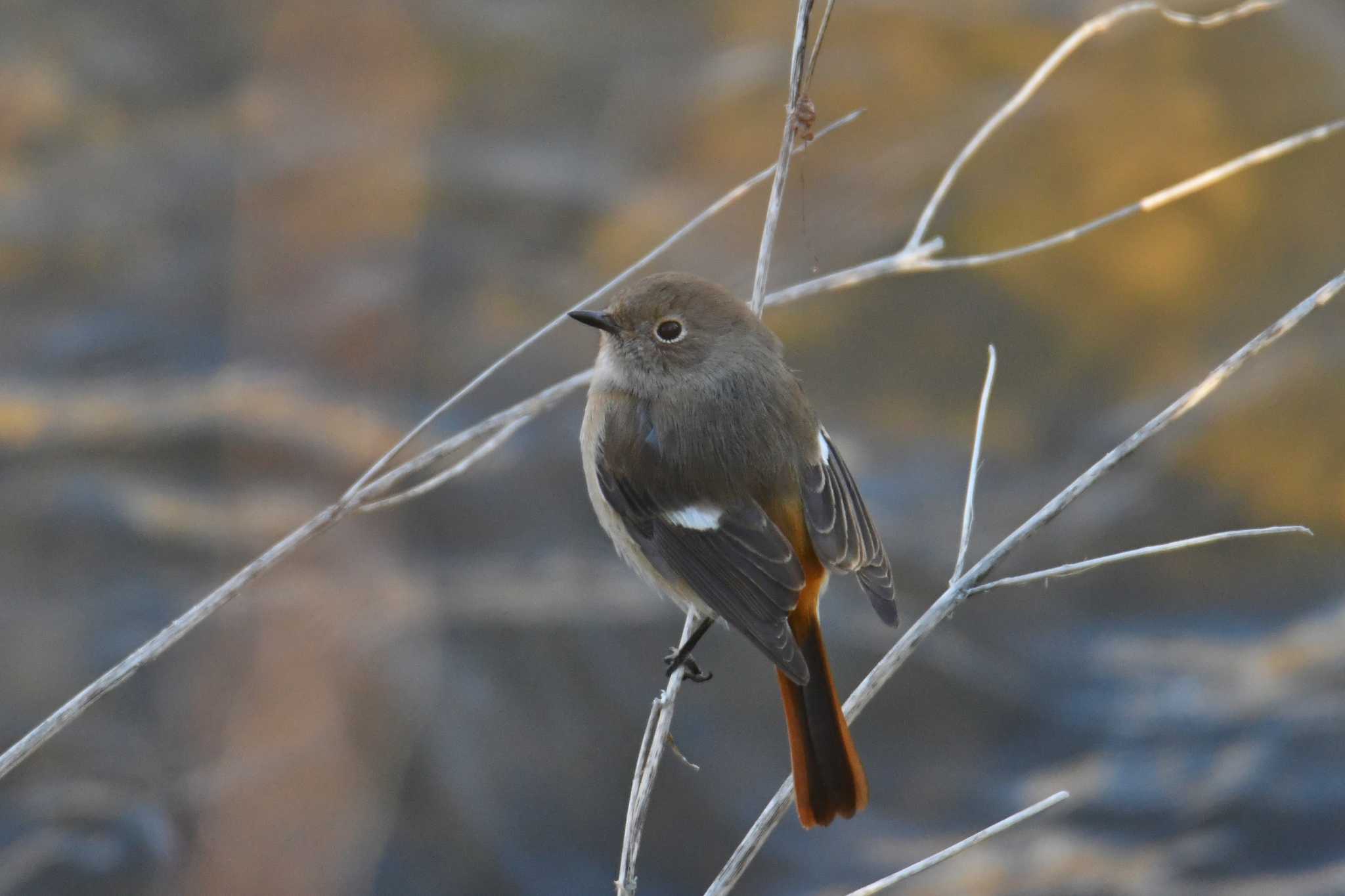 野川 ジョウビタキの写真 by あひる