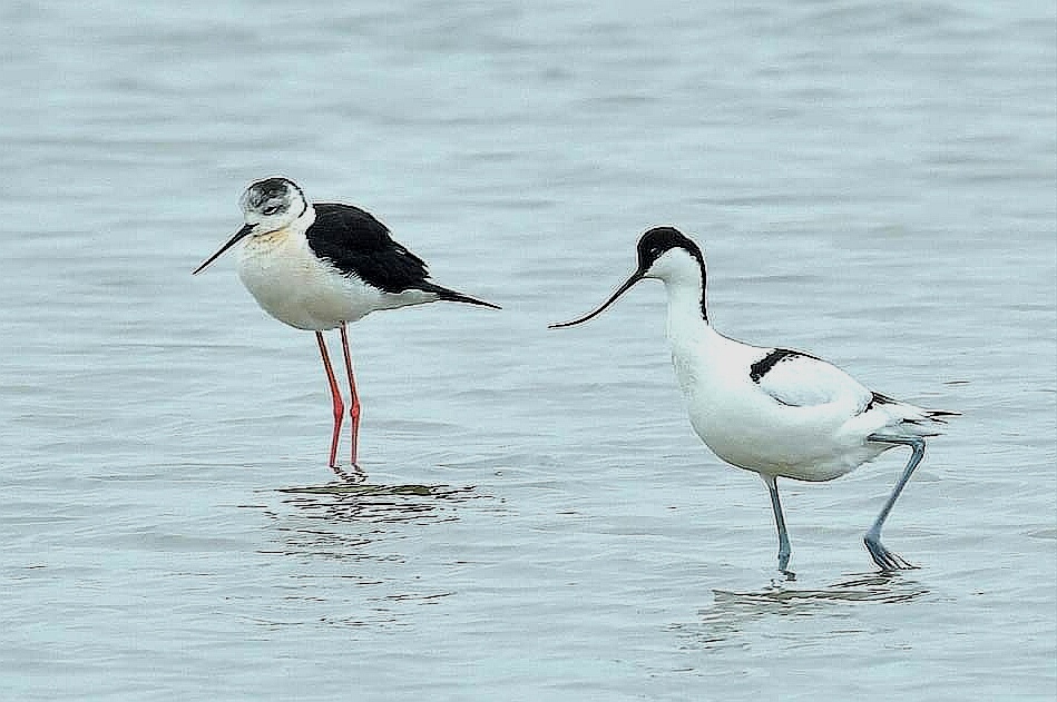 Black-winged Stilt