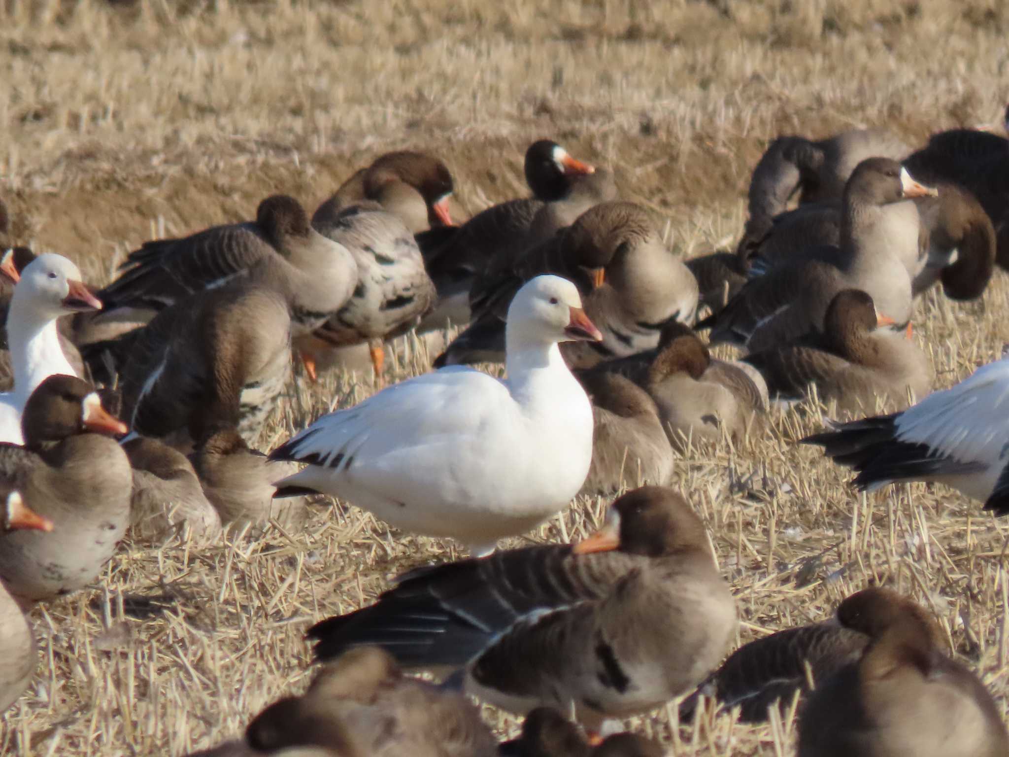 Snow Goose