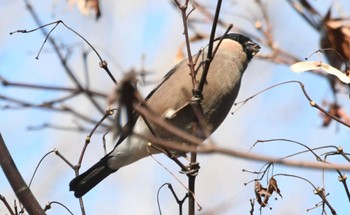 Eurasian Bullfinch Meiji Jingu(Meiji Shrine) Wed, 1/17/2024