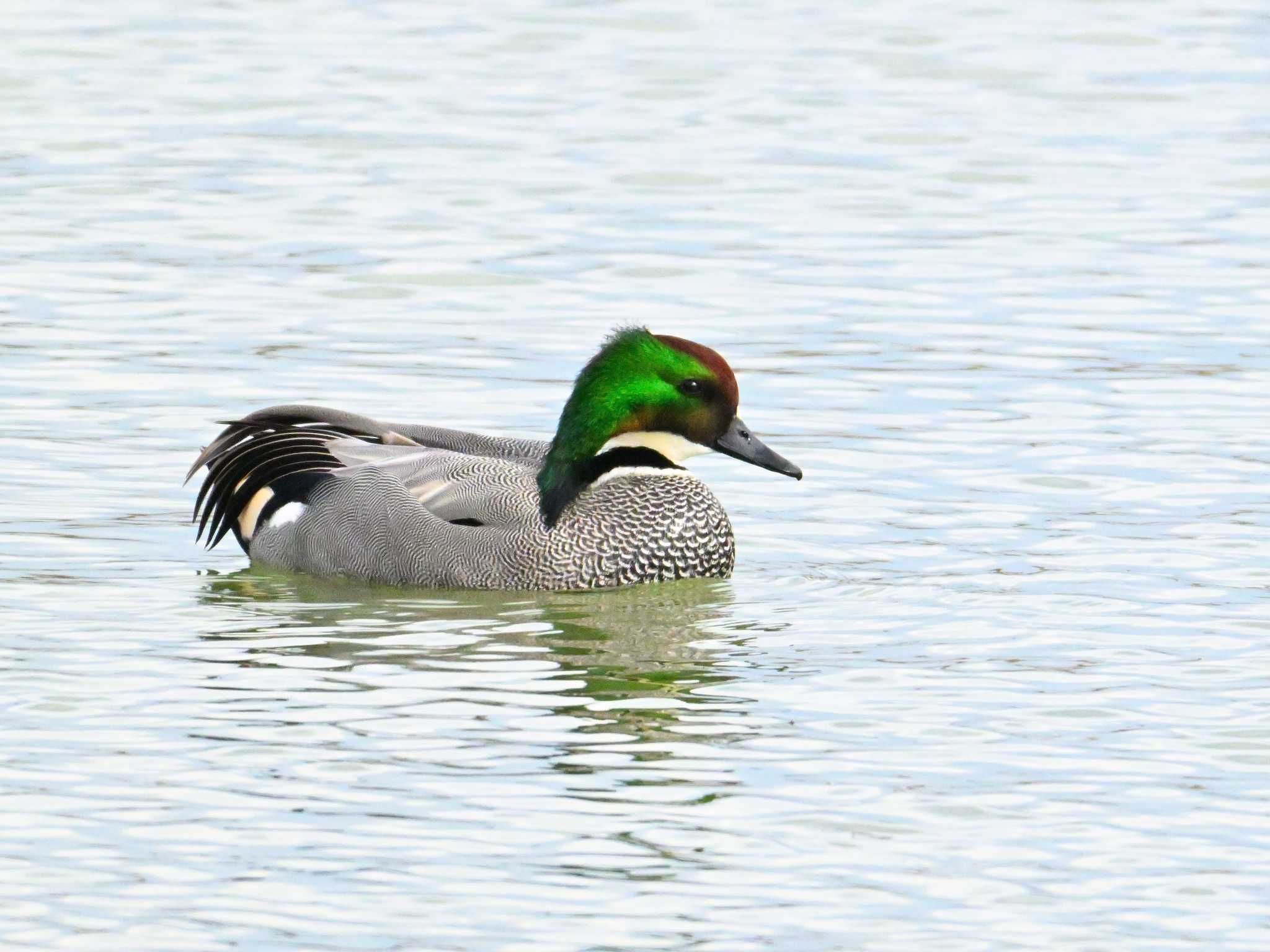 Falcated Duck