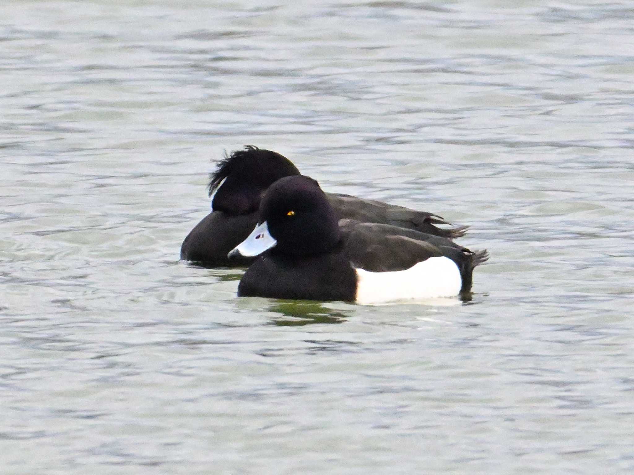 Tufted Duck