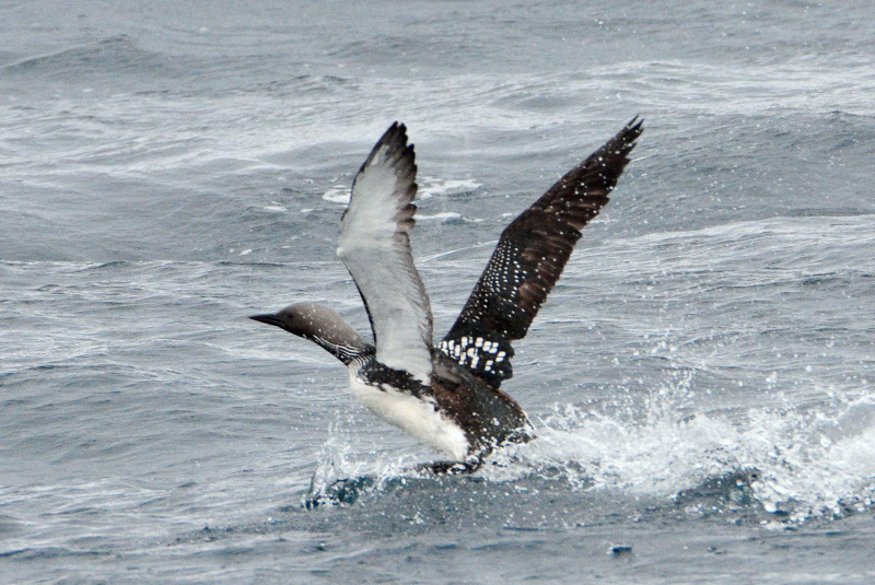 Pacific Loon