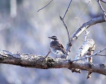 Dusky Thrush 大阪府岸和田市 蜻蛉池公園 Wed, 1/17/2024