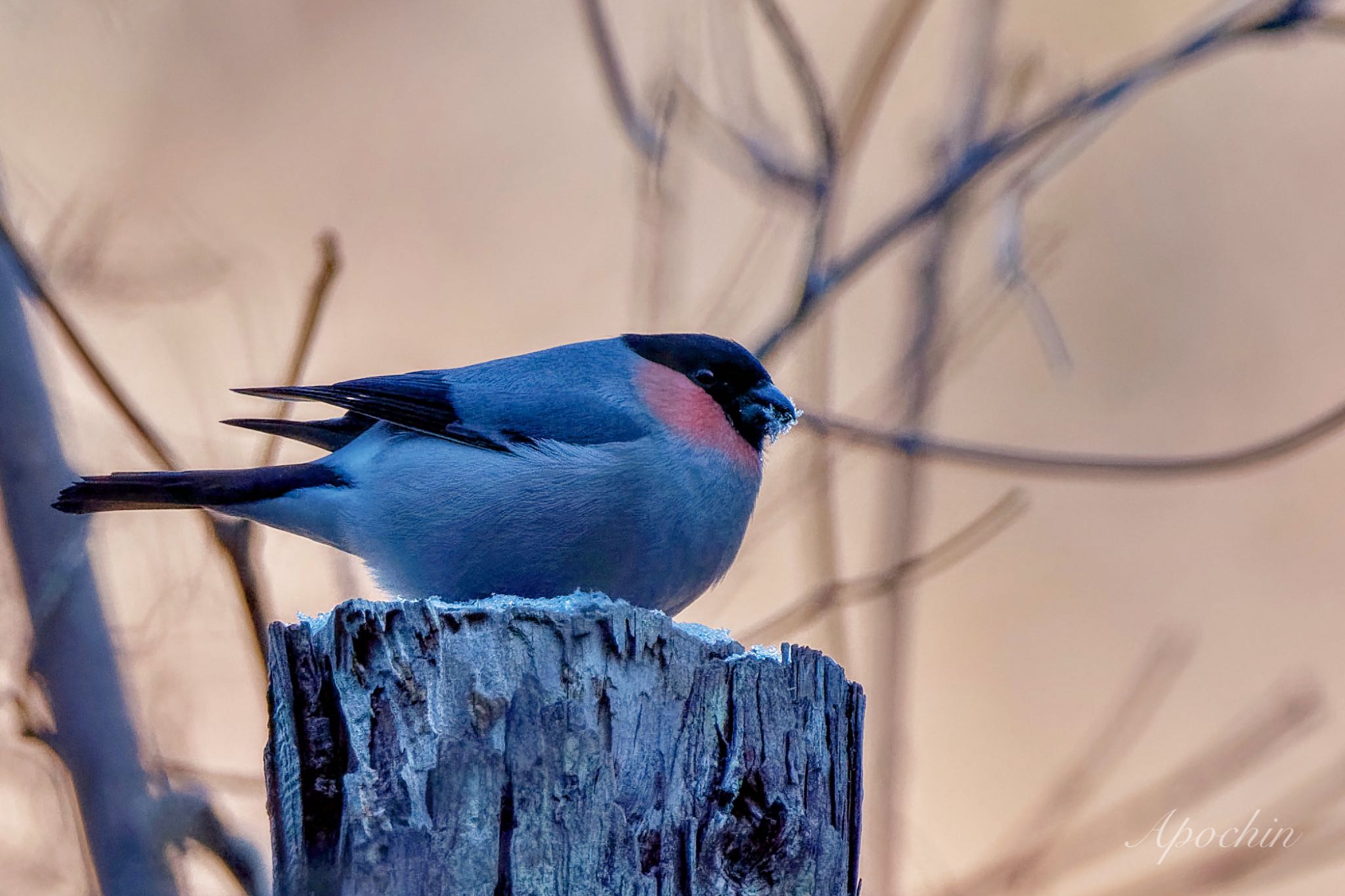 Eurasian Bullfinch