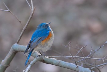 ルリビタキ 薬師池公園 2024年1月16日(火)