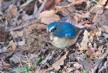 ルリビタキ 薬師池公園 2024年1月16日(火)