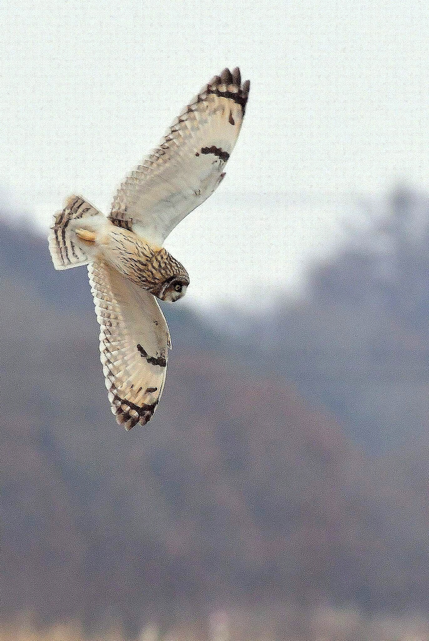 Short-eared Owl