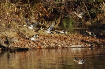 Baikal Teal 愛知県 Wed, 1/17/2024