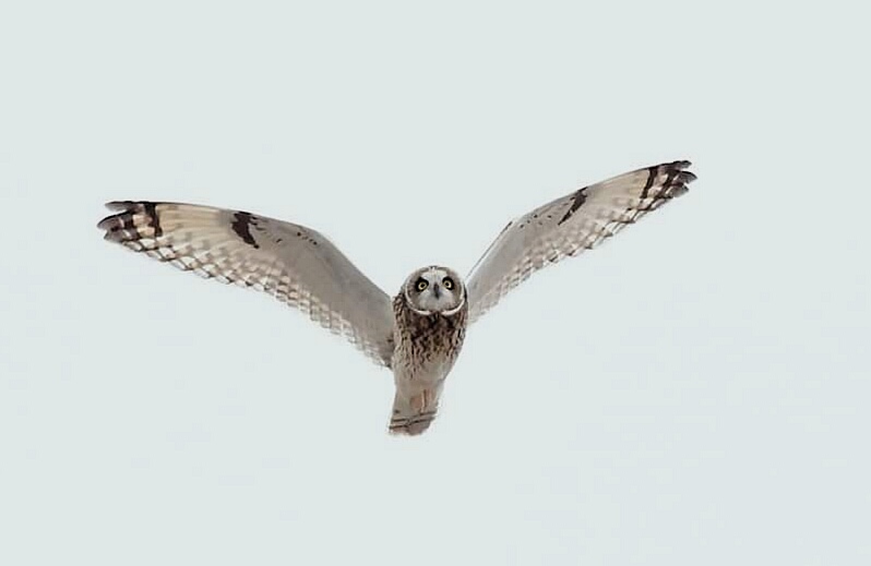 北海道 コミミズクの写真 by Markee Norman