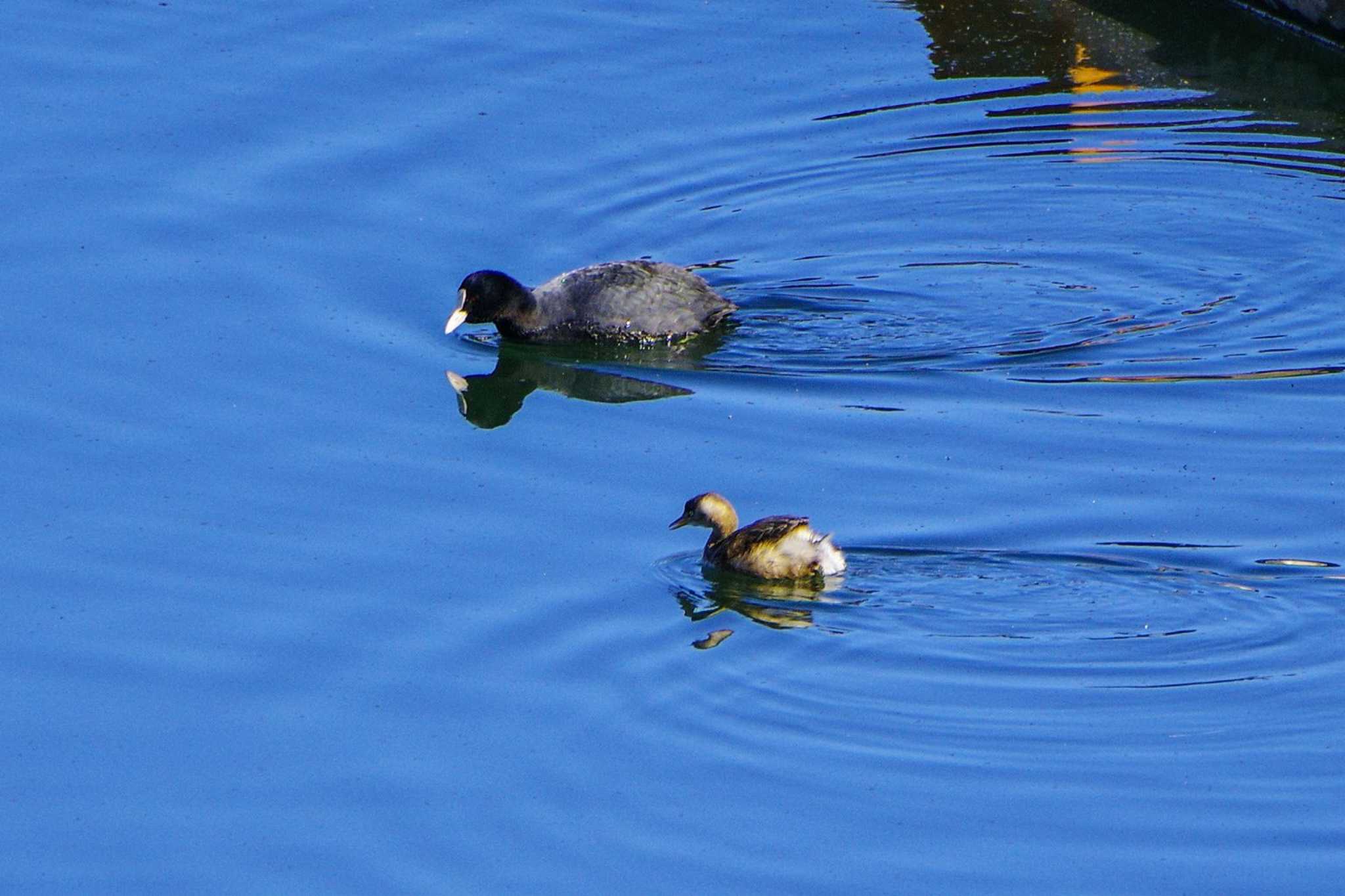 Eurasian Coot