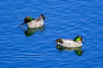 Falcated Duck 相模川 Wed, 1/17/2024